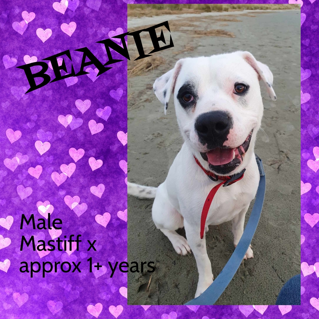 BEANIE – AVAILABLE FOR ADOPTION