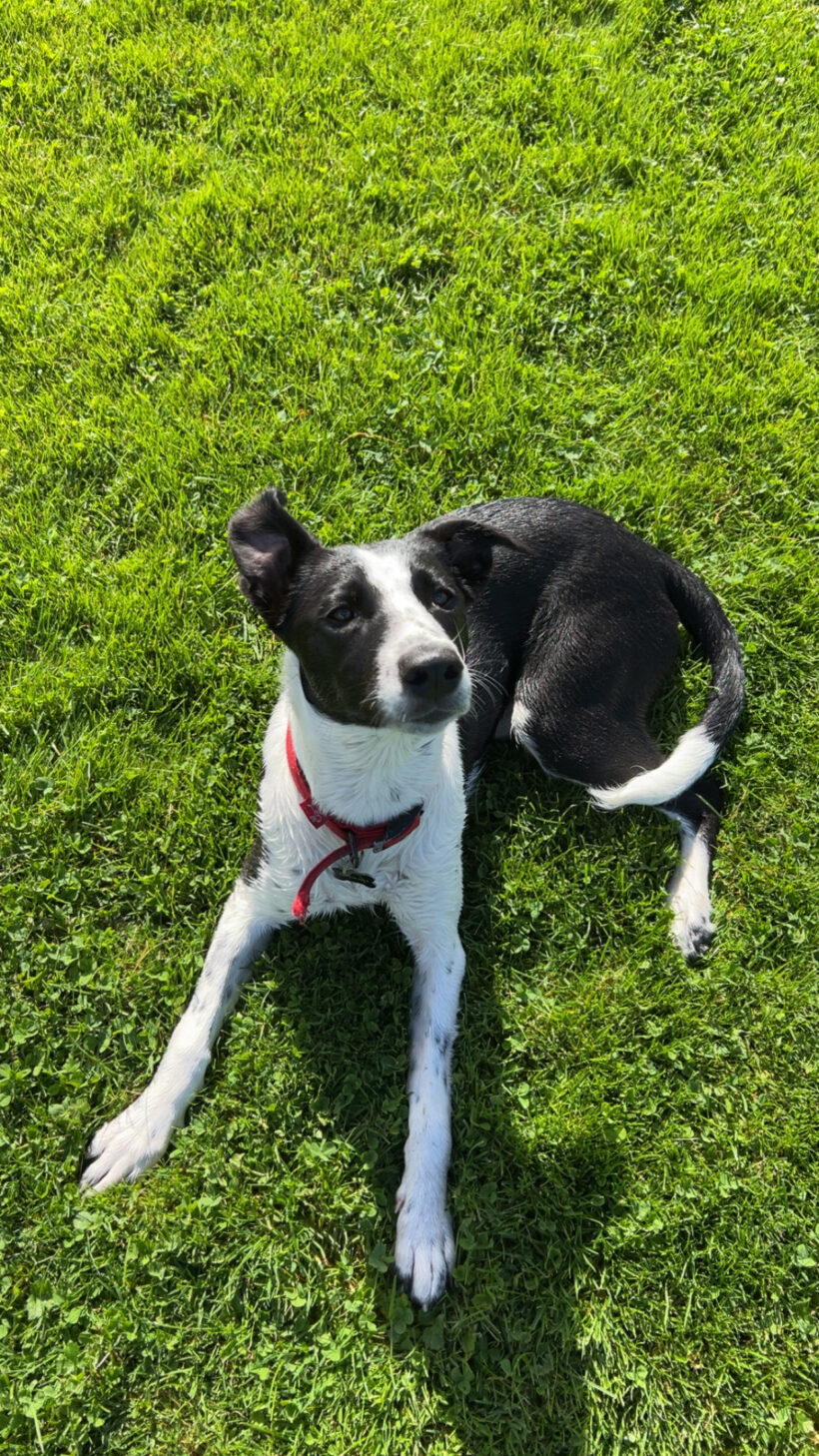 WILLOW – AVAILABLE FOR ADOPTION