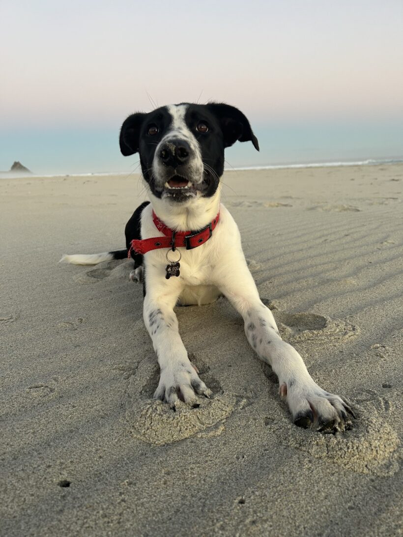 WILLOW – AVAILABLE FOR ADOPTION