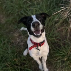 WILLOW – AVAILABLE FOR ADOPTION