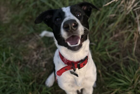 WILLOW – AVAILABLE FOR ADOPTION