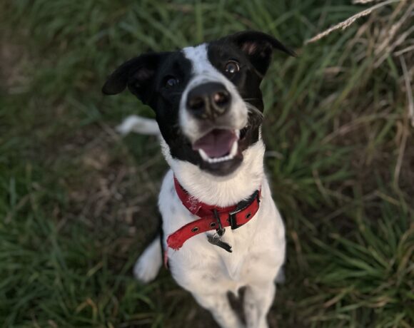 WILLOW – AVAILABLE FOR ADOPTION