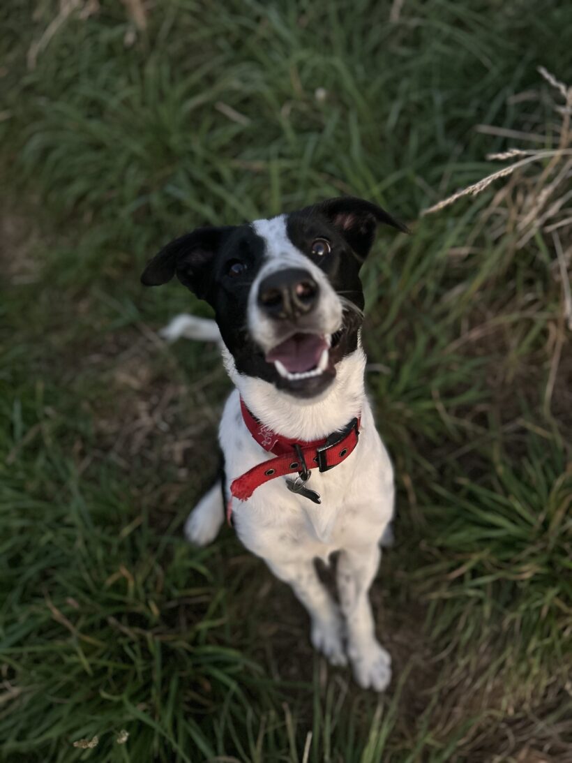 WILLOW – AVAILABLE FOR ADOPTION