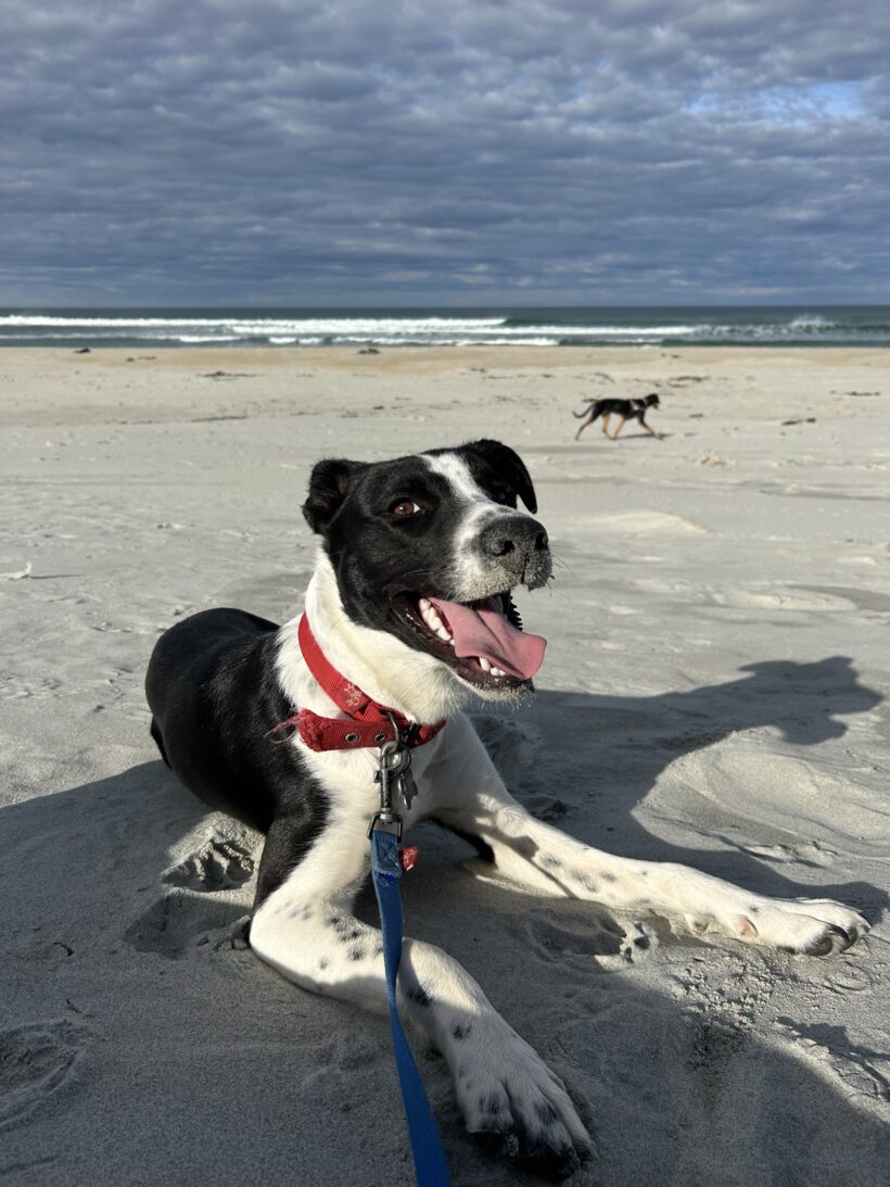 WILLOW – AVAILABLE FOR ADOPTION