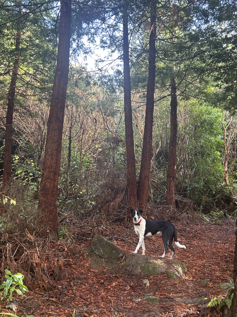 WILLOW – AVAILABLE FOR ADOPTION