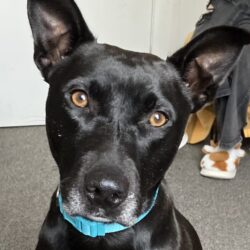 MAZIE – ON ADOPTION TRIAL