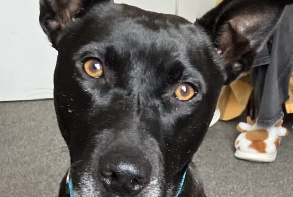 MAZIE – ON ADOPTION TRIAL