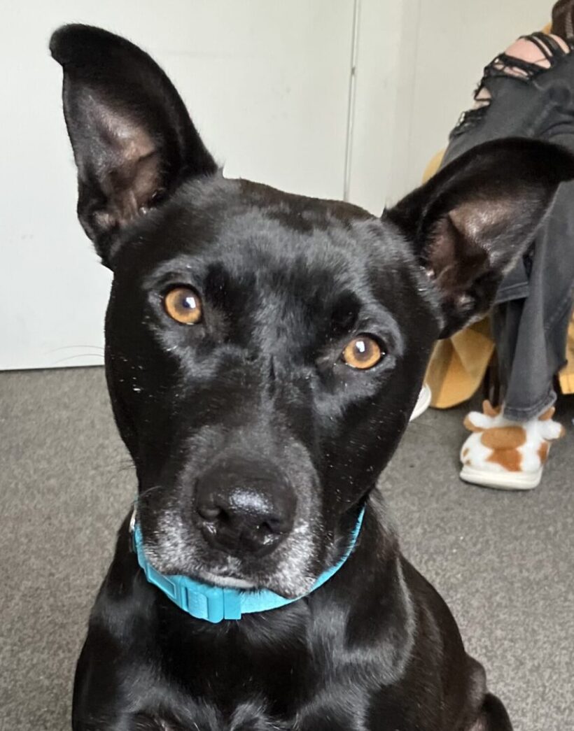 MAZIE – ON ADOPTION TRIAL