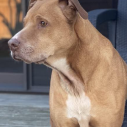 NEKO – ON ADOPTION TRIAL