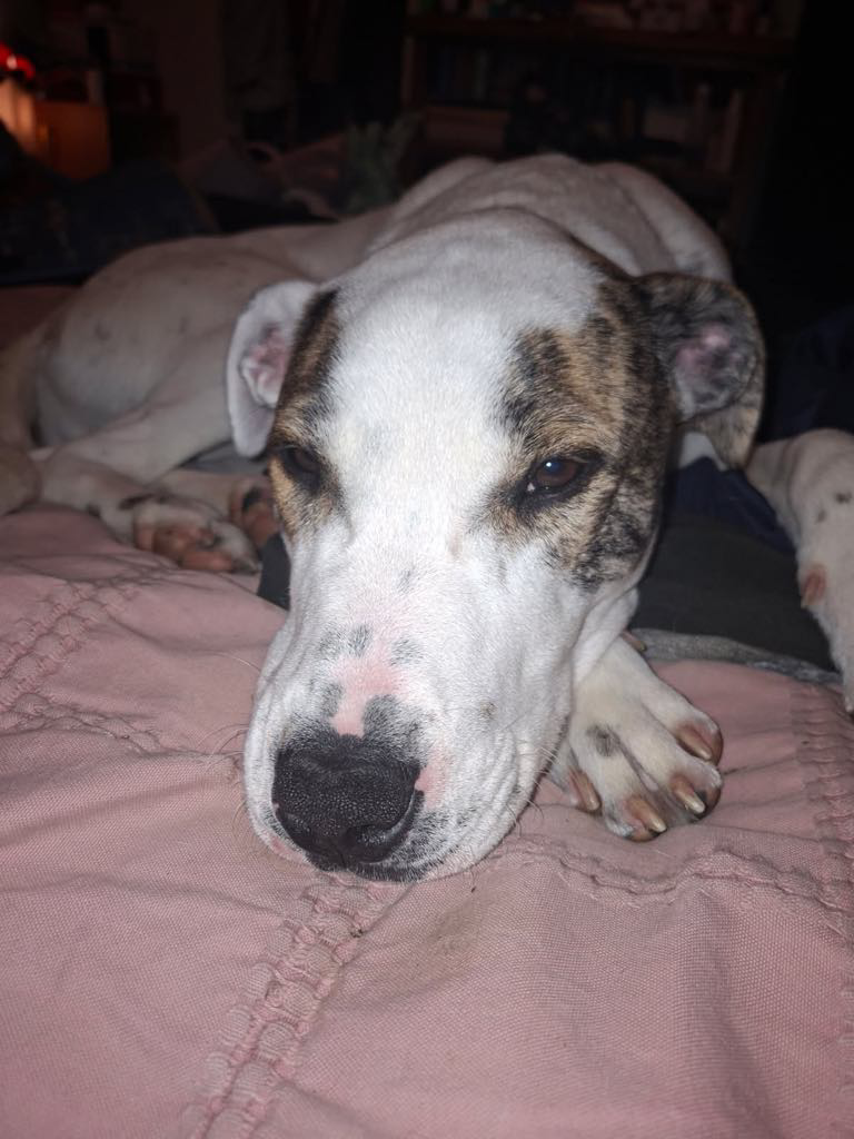 ARTHUR – AVAILABLE FOR ADOPTION
