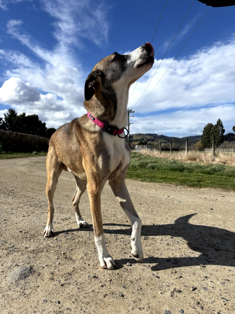 FINN – AVAILABLE FOR ADOPTION