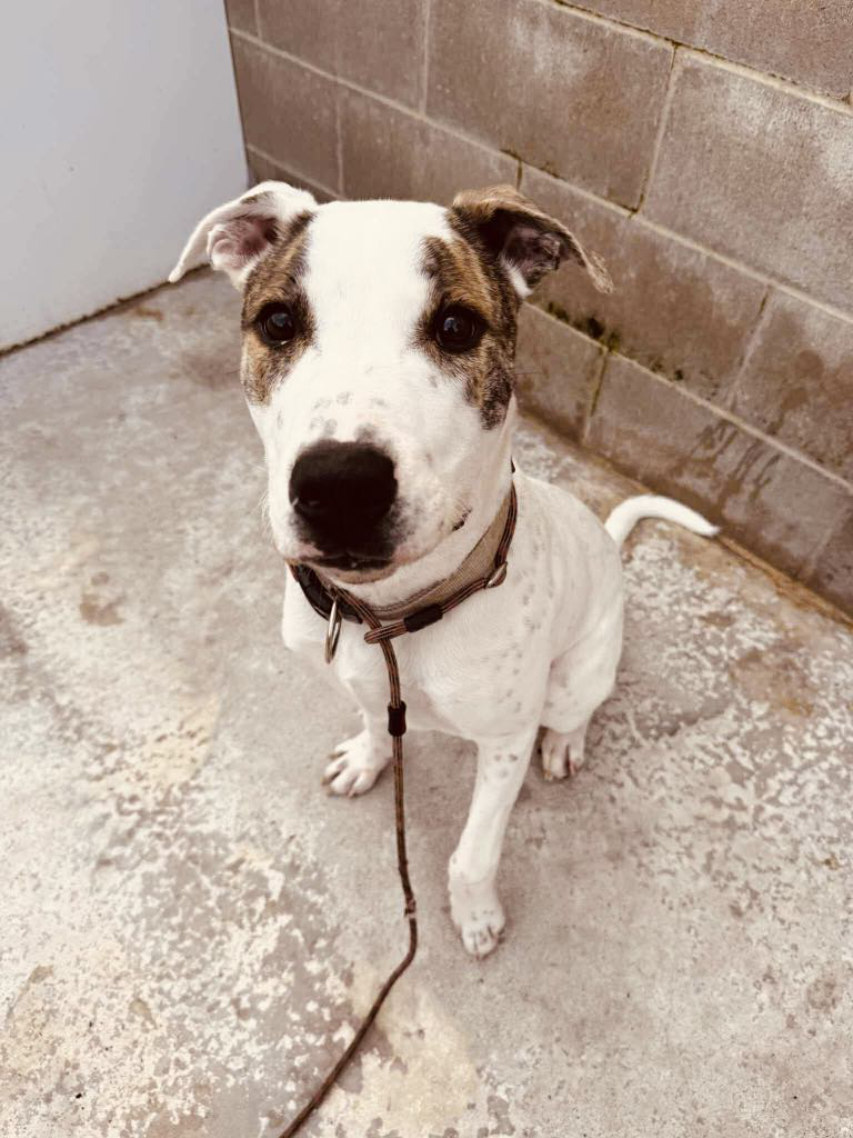 ARTHUR – AVAILABLE FOR ADOPTION
