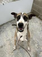 FINN – AVAILABLE FOR ADOPTION