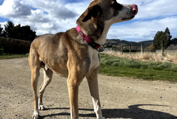 FINN – ON ADOPTION TRIAL