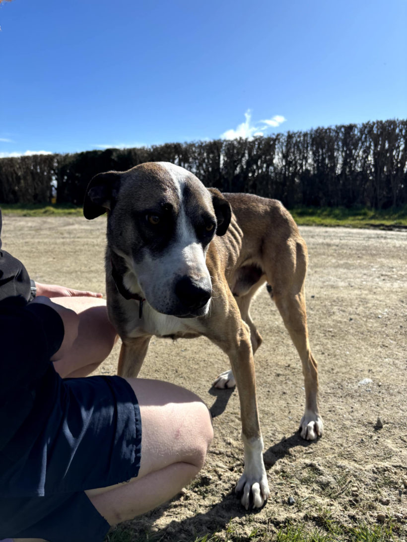 FINN – AVAILABLE FOR ADOPTION