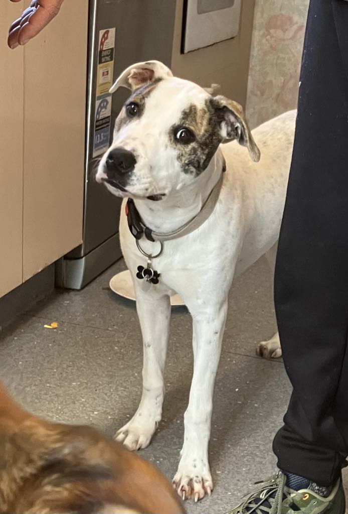 ARTHUR – AVAILABLE FOR ADOPTION
