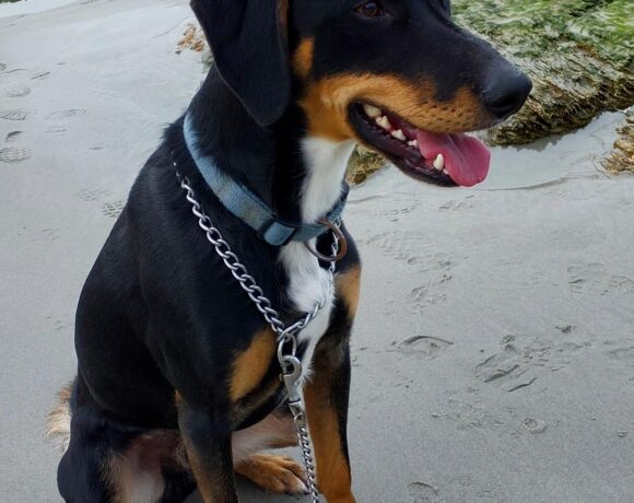 ECHO – AVAILABLE FOR ADOPTION