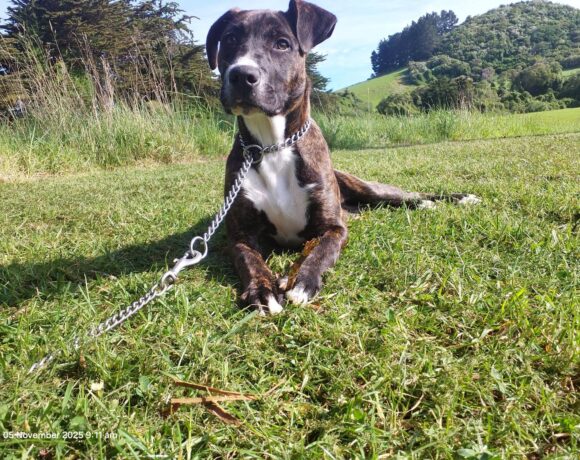 TEDDY – AVAILABLE FOR ADOPTION