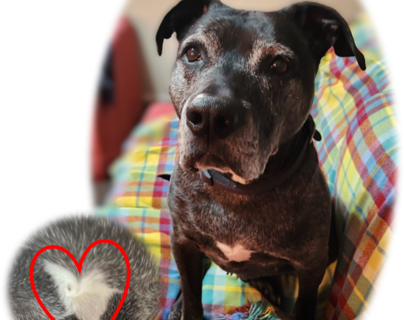 BLAZE – AVAILABLE FOR ADOPTION