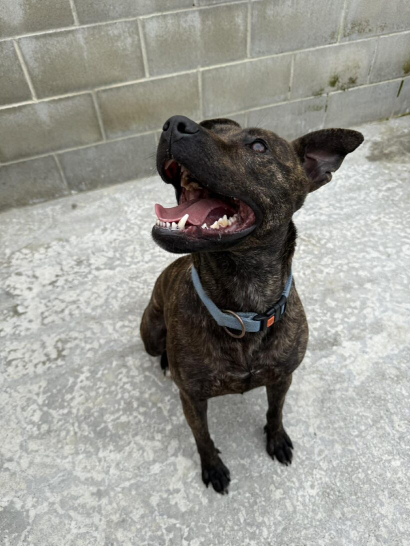 SUZIE – AVAILABLE FOR ADOPTION