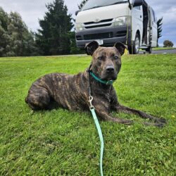 SUZIE – AVAILABLE FOR ADOPTION