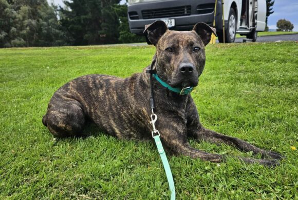 SUZIE – AVAILABLE FOR ADOPTION