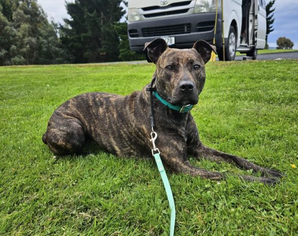 SUZIE – AVAILABLE FOR ADOPTION