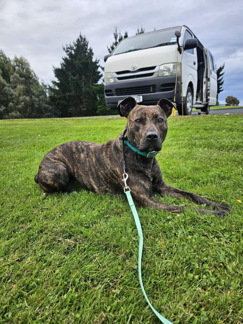 SUZIE – AVAILABLE FOR ADOPTION