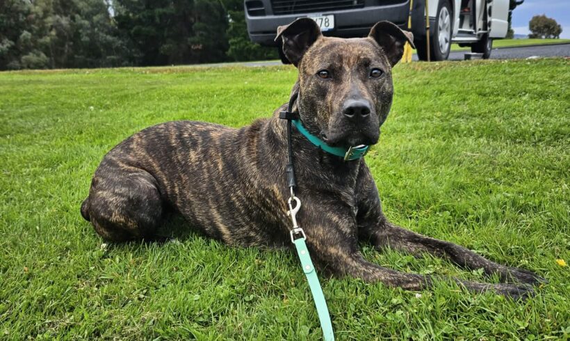 SUZIE – AVAILABLE FOR ADOPTION