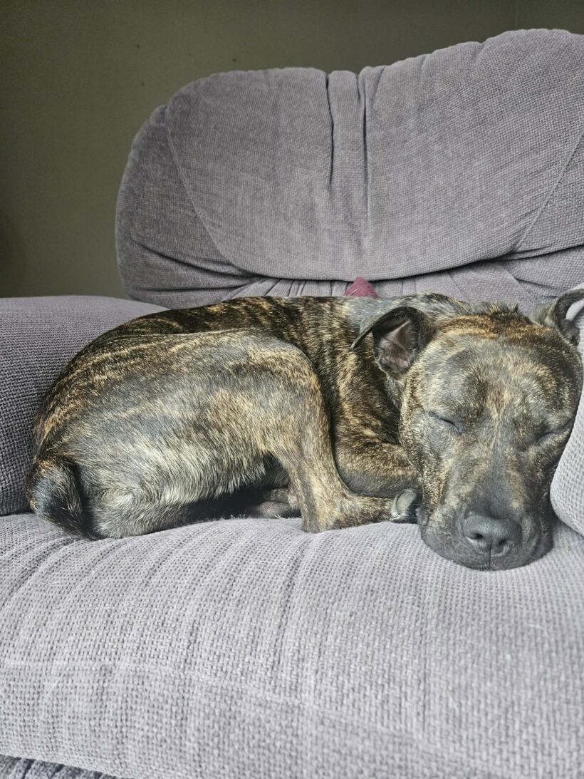 SUZIE – AVAILABLE FOR ADOPTION