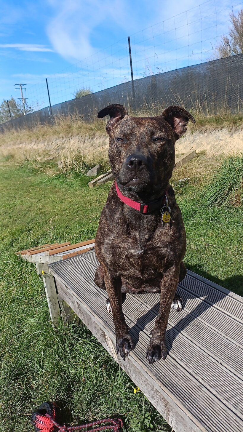 SUZIE – AVAILABLE FOR ADOPTION