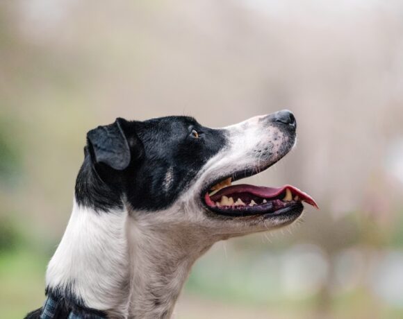 BADGER – ON ADOPTION TRIAL