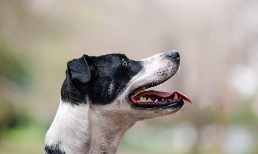 BADGER – ON ADOPTION TRIAL