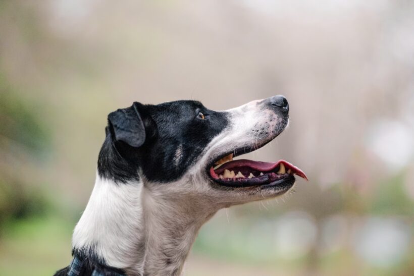 BADGER – ON ADOPTION TRIAL BADGER – ON ADOPTION TRIAL