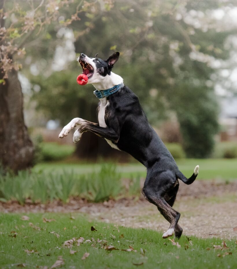 BADGER – ON ADOPTION TRIAL BADGER – ON ADOPTION TRIAL