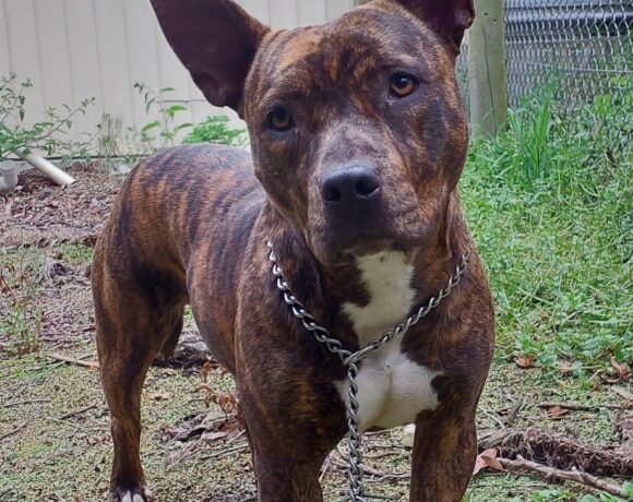 WEDNESDAY – ON ADOPTION TRIAL