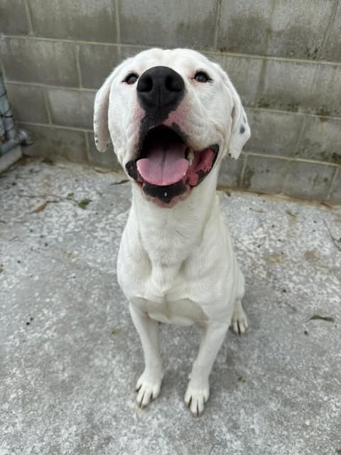 CHARLIE – AVAILABLE FOR ADOPTION