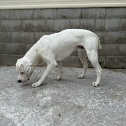 CHARLIE – AVAILABLE FOR ADOPTION