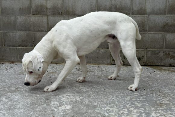 CHARLIE – ON ADOPTION TRIAL