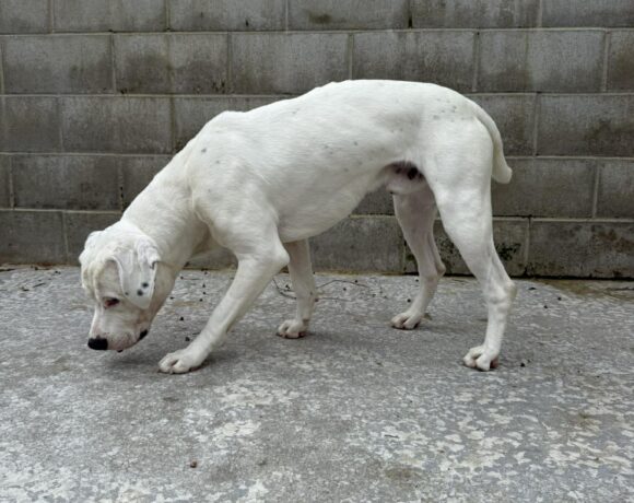 CHARLIE – AVAILABLE FOR ADOPTION