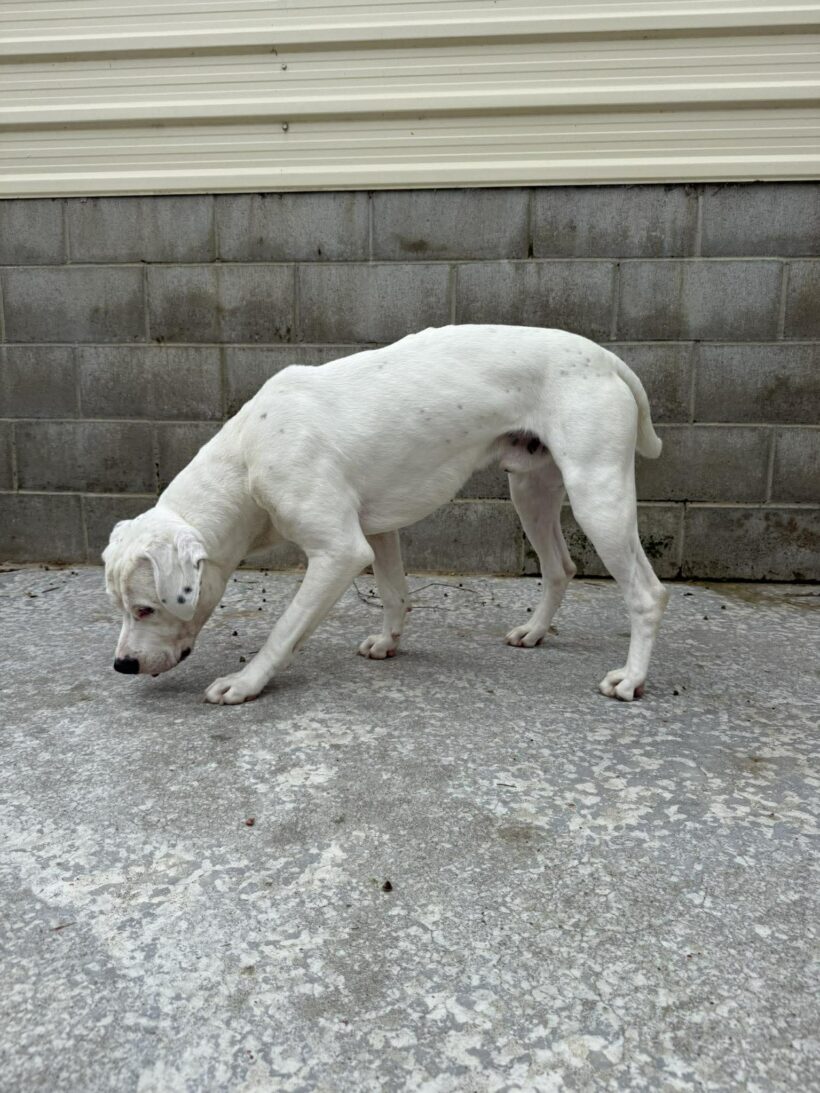 CHARLIE – AVAILABLE FOR ADOPTION