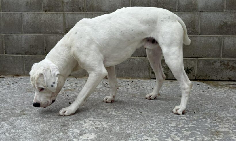 CHARLIE – AVAILABLE FOR ADOPTION