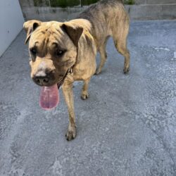 BOBBI – ON HOLD PENDING TRAINING