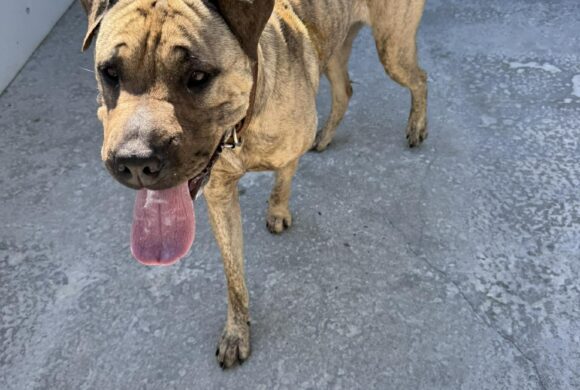 BOBBI – ON HOLD PENDING TRAINING