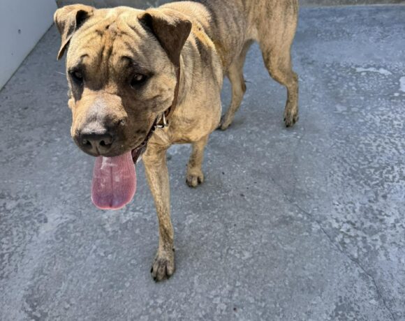 BOBBI – ON HOLD PENDING TRAINING