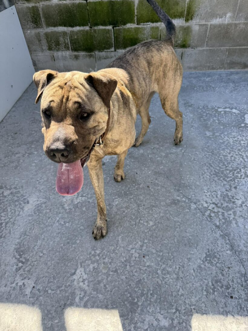 BOBBI – ON HOLD PENDING TRAINING