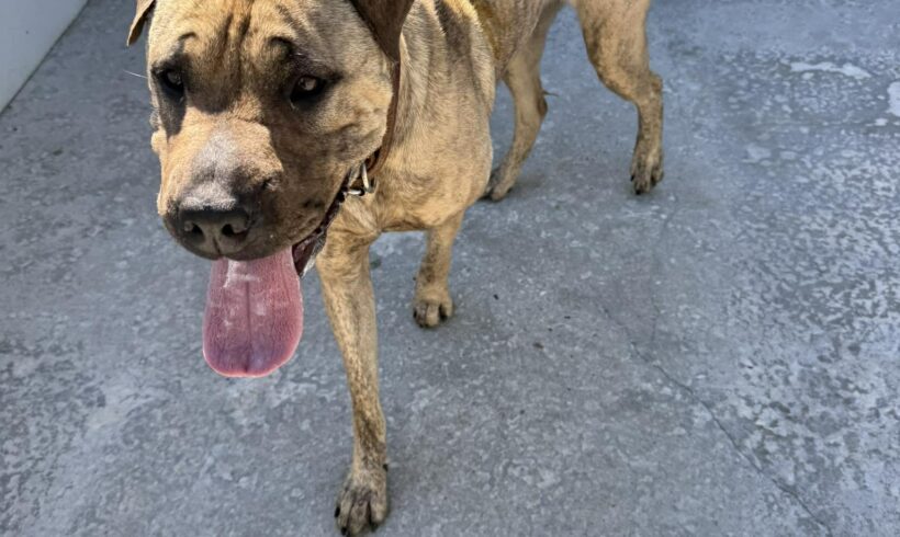 BOBBI – ON HOLD PENDING TRAINING