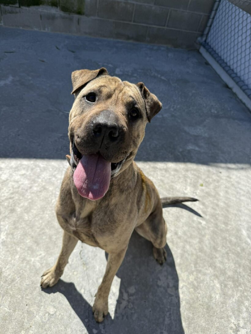 BOBBI – ON HOLD PENDING TRAINING