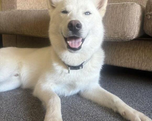 ARCHIE – ON ADOPTION TRIAL