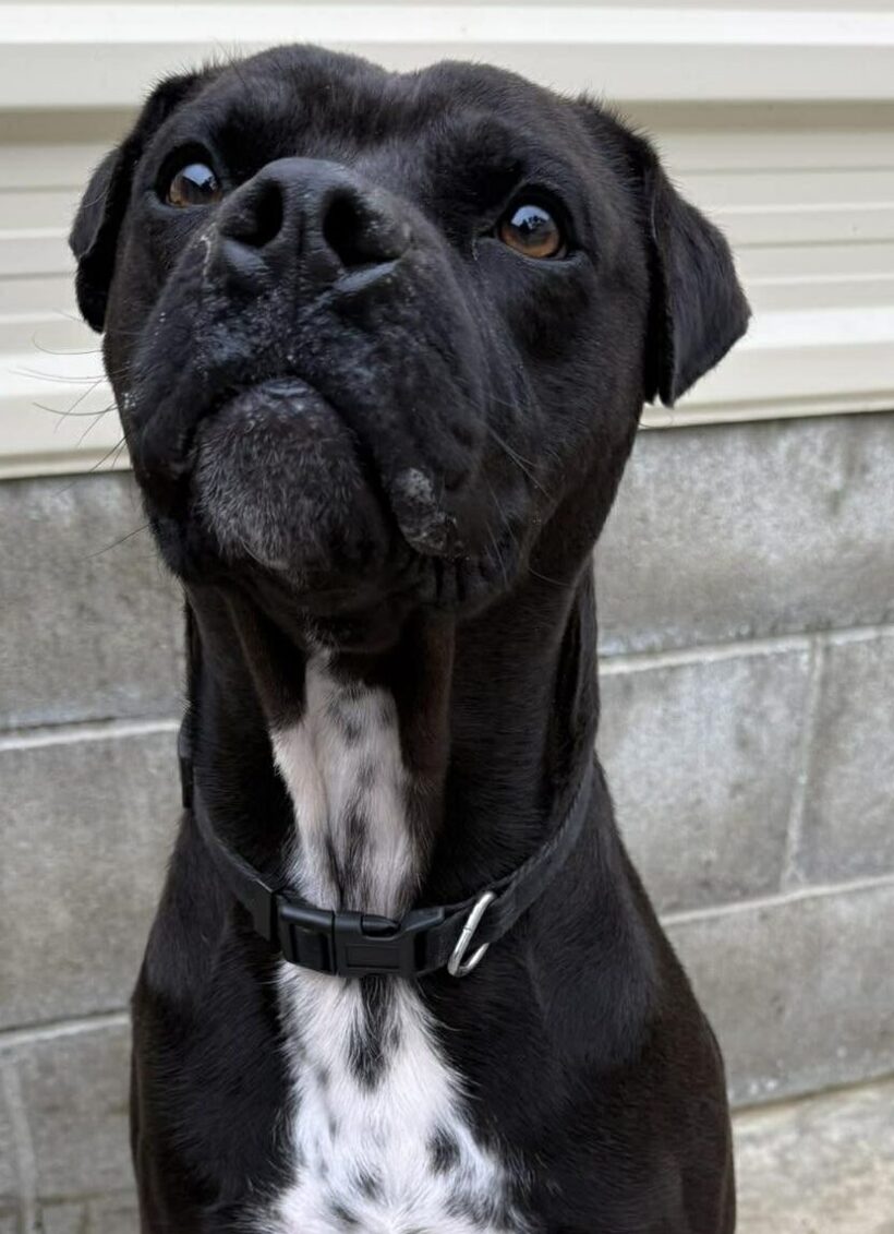 MARCO – ON ADOPTION TRIAL